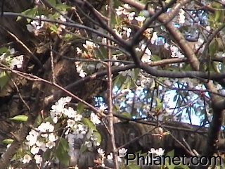 Cherry Blossoms