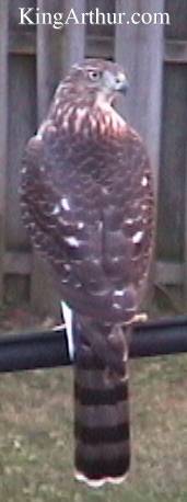Immature
Gosh Hawk