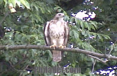 Red-tailed Hawk