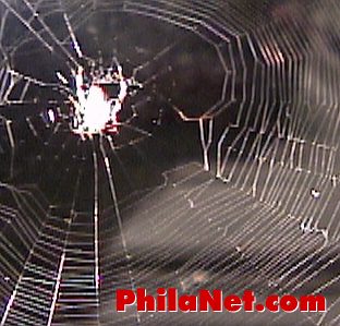 Spiderweb from Philadelphia's
Philanet.com
